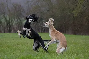 Saluki: Dog - Saluki - fighting