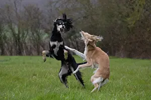 Saluki: Dog - Saluki - fighting