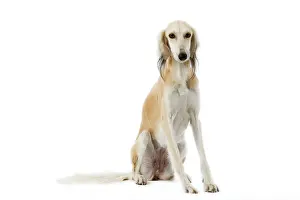 Saluki: Dog - Saluki Greyhound