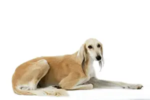 Saluki: Dog - Saluki Greyhound