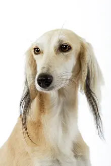 Saluki: Dog - Saluki Greyhound
