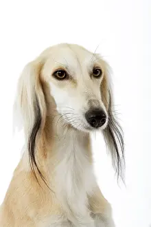 Greyhound: Dog - Saluki Greyhound