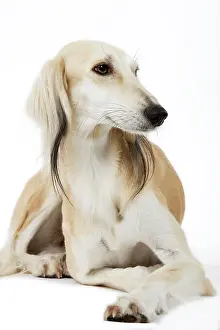 Greyhound: Dog - Saluki Greyhound