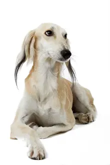 Greyhound: Dog - Saluki Greyhound