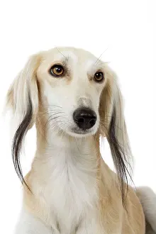 Greyhound: Dog - Saluki Greyhound