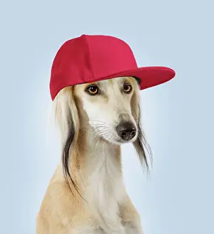 Greyhound: Dog - Saluki Greyhound - wearing baseball cap / hat