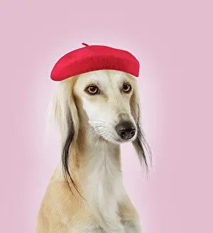 Greyhound: Dog - Saluki Greyhound - wearing beret hat