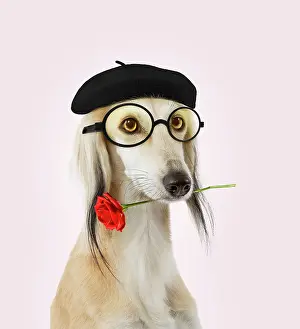 Spectacles: Dog - Saluki Greyhound - wearing beret hat glasses