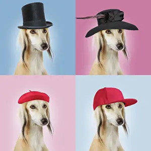 Greyhound: Dog - Saluki Greyhound - wearing hats - family portrait