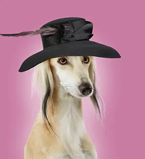 Greyhound: Dog - Saluki Greyhound - wearing ladies wedding hat