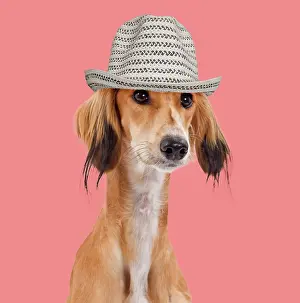Greyhound: Dog - Saluki / Persian Greyhound wearing hat Digital
