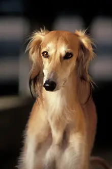 Glamour: Dog - Saluki, portrait closeup