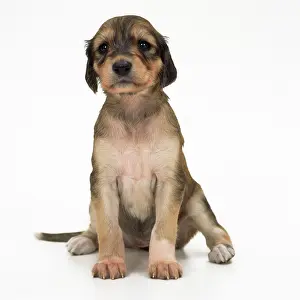 Saluki: DOG - Saluki puppy, four weeks old