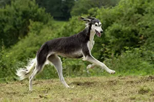 Saluki: Dog - Saluki - running