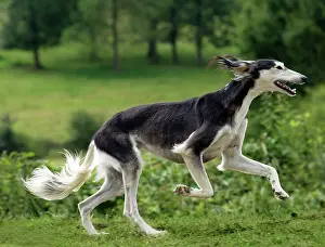 Saluki: Dog - Saluki - running