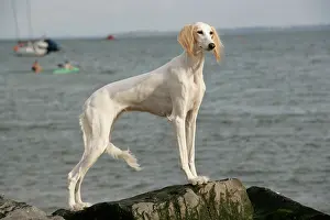 Saluki: DOG. Saluki at the waters edge