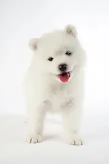 Cocked: Dog - Samoyed