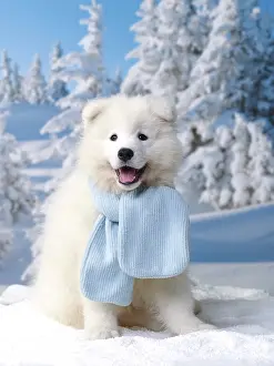 Scarves: Dog - Samoyed