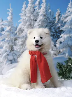 Scarves: Dog - Samoyed