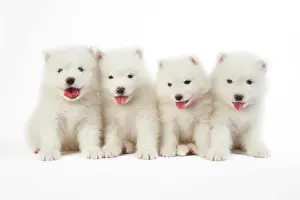 Dog Samoyed