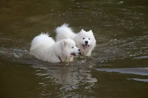 Paddling: Dog Samoyed