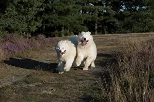 Samoyed: Dog Samoyed