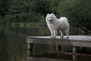 Samoyed: Dog Samoyed