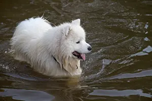 Samoyed: Dog Samoyed