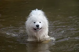 Samoyed: Dog Samoyed