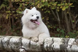 Samoyed: Dog Samoyed