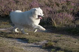 Samoyed: Dog Samoyed