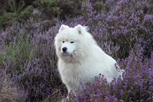 Samoyed: Dog Samoyed