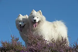 Samoyed: Dog Samoyed