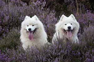 Samoyed: Dog Samoyed