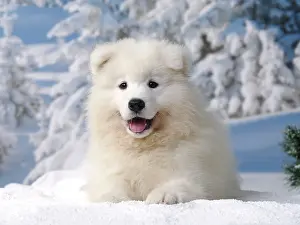Smiling: Dog - Samoyed