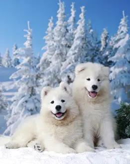 Jean-michel Labat: Dog - Samoyed