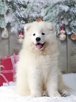 Jean-michel Labat: Dog - Samoyed