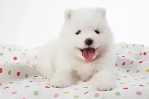Cute Puppies By John Daniels: Dog Samoyed 5 week old puppy