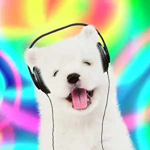 Howling: Dog