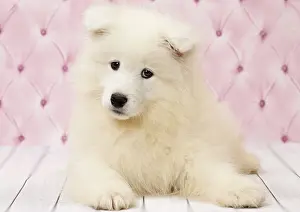 Cocked: Dog Samoyed 8 week old puppy