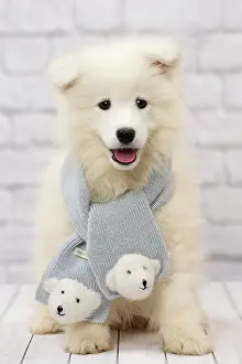Scarves: Dog Samoyed 8 week old puppy