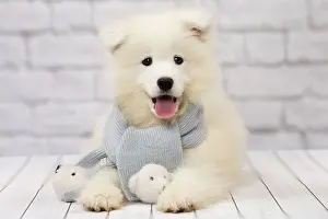 Scarves: Dog Samoyed 8 week old puppy