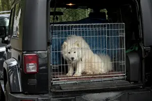 Caged: Dog - Samoyed in cage in back of vehicle