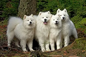 Huddle: Dog - Samoyed dogs together