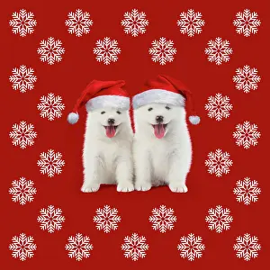 281217: DOG, Samoyed puppies 5 weeks old, wearing Christmas