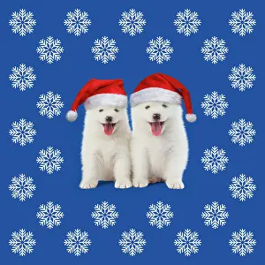 Patterned: DOG, Samoyed puppies 5 weeks old, wearing Christmas