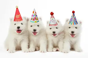 Party: DOG - Samoyed puppies 5 weeks old wearing birthday party hat