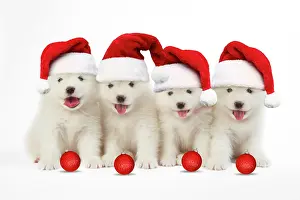 100817: DOG - Samoyed puppies 5 weeks old wearing Christmas