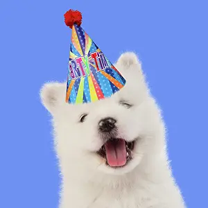 Laughing: DOG - Samoyed puppy 5 weeks old wearing a birthday party hat
