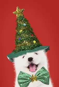 Ties: DOG - Samoyed puppy 5 weeks old wearing Christmas